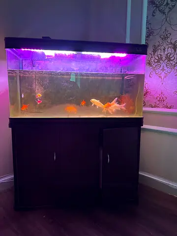 Fish Aqurium with wooden stand and filter