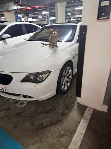 2007 BMW 6-SERIES 照片 1