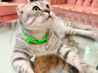 Young Scottish Fold Cat with Collar - Friendly and playful with all his stuff and bed , toys ,2cages