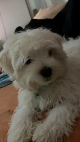 Young small Maltese white puppy looking to be rehomed
