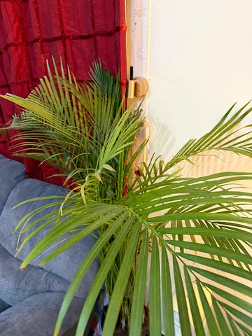 Indoor Areca Palm (Potted) - Healthy Green Houseplant 50 aed each fixed price
