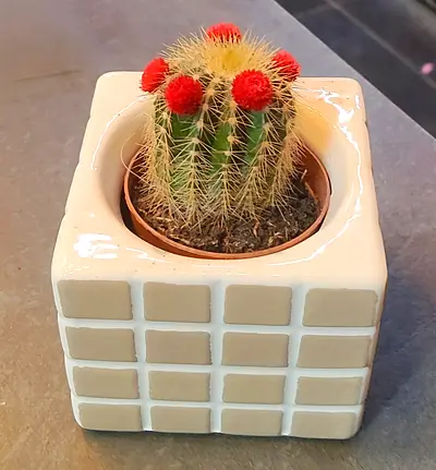 ​🌵 Beautiful Cactus with Designer Ceramic Pot for Sale!
