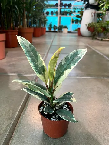 Variegated Rubber Plant — healthy small specimen (ready to grow)
