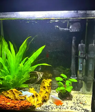 40cm Freshwater Fish Tank with Plants, Filter and Heater - Ready to Go
