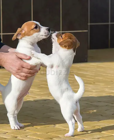 Jack Russell Puppies
