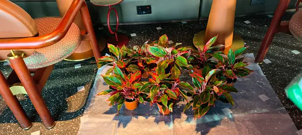 Set of 6 Small Indoor Potted Plants — Healthy, Ready to Place