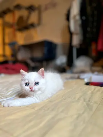 Adorable kittens available