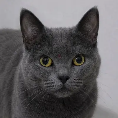 Calm adult grey cat available for adoption — friendly and litter-trained