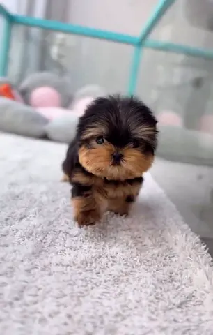 Tiny Teacup Yorkie Puppy — Healthy, Playful, Ready for Home
