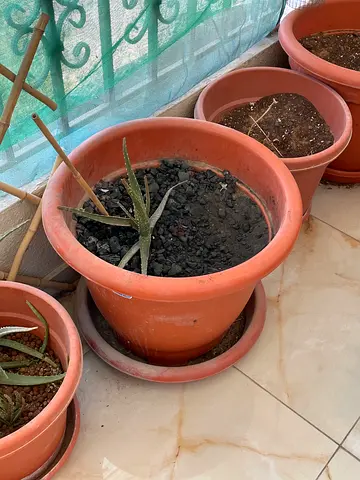 Set of Terracotta Plant Pots (Various Sizes) - Used