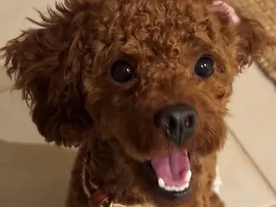 Friendly small brown Toy poodle looking for a new home (free adoption possible)
