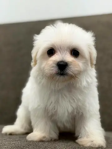 Cute white Maltese puppy, ready for a new home