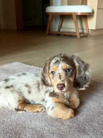 my friendly adorable Dashchund wanting a new home caring family