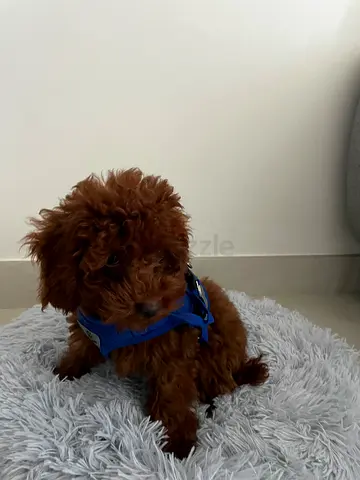 Dog free adoption