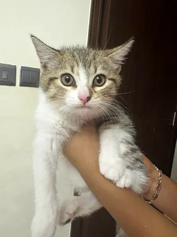 Kitten free adoption