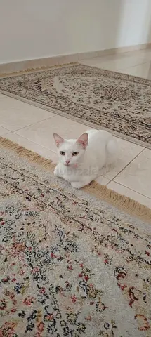 Female Turkish cat for free adoption