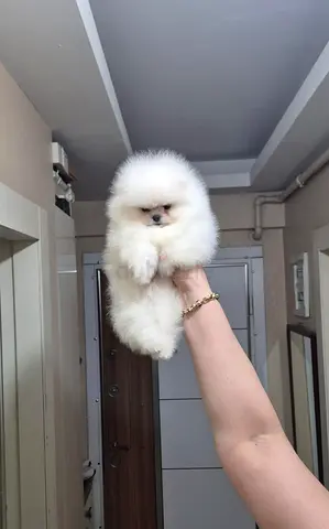 Teacup Pomeranian Puppies