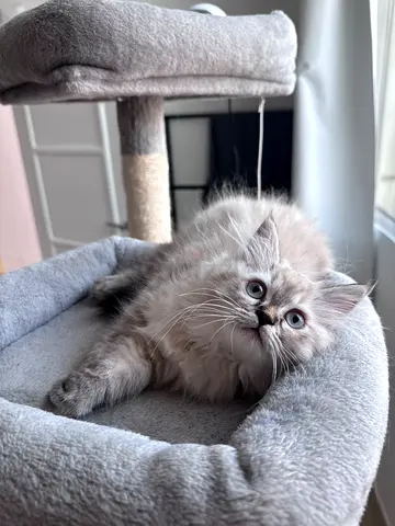 Gorgeous Blue-Eyed Fluffy Female Kitten \| Vaccinated & Pet Passport