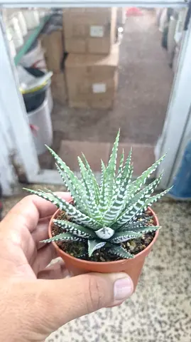 Succulents Haworthia