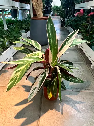 Live Stromanthe Triostar (Variegated Indoor Plant) in Pot - Healthy Decorative Houseplant