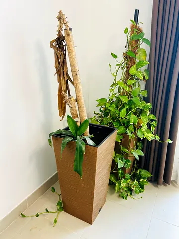 2 POT PLANTS & MIX