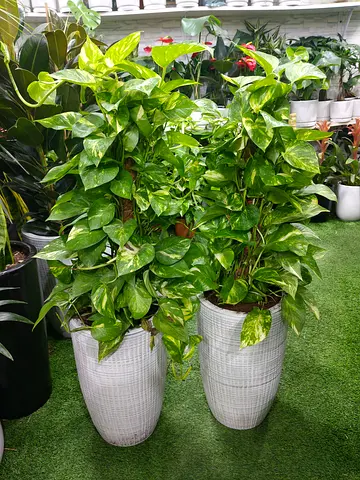 Indoor plants for home or office