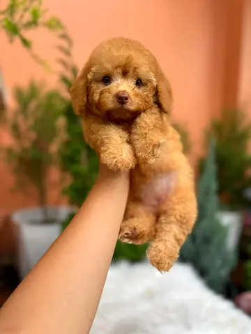 Puppies Mini Size