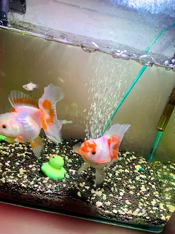 Fish tank with oranda gold fish