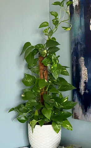 Healthy Golden Pothos on Moss Pole in White Ceramic Pot