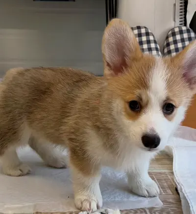 my lovely Pembroke Welsh corgi looking for friendly home and caring