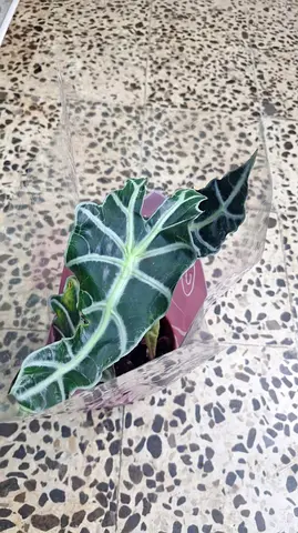 Alocasia Polly