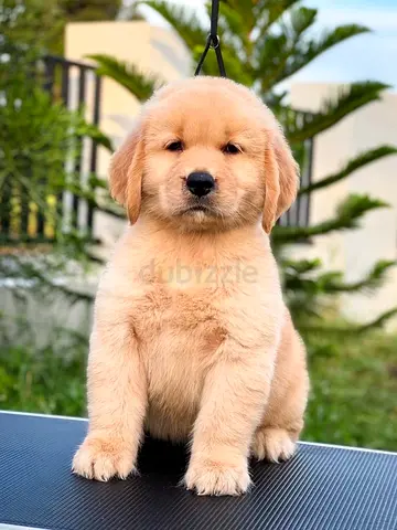 Golden retriever puppies with strong bloodline and pedigree