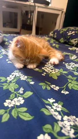 Tiny orange kitten available for adoption — very young and friendly