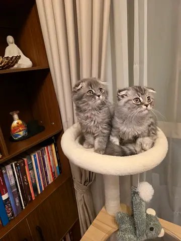 Meet Rocky & Teli fluffy grey tabby Scottish Fold kittens 84 Days (ready for adoption) vaccinated!
