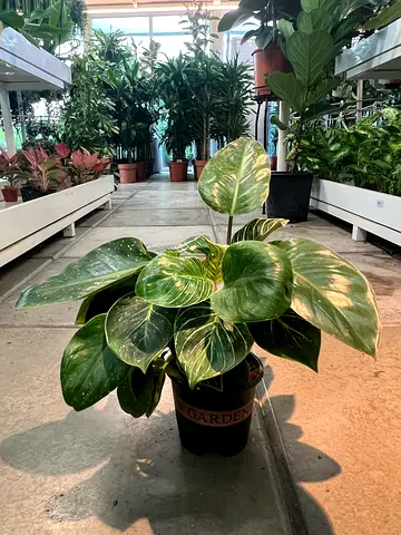 Live Philodendron Berkin (potted indoor plant) - healthy, ready to rehome