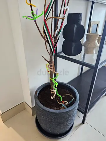 Indoor plant pot