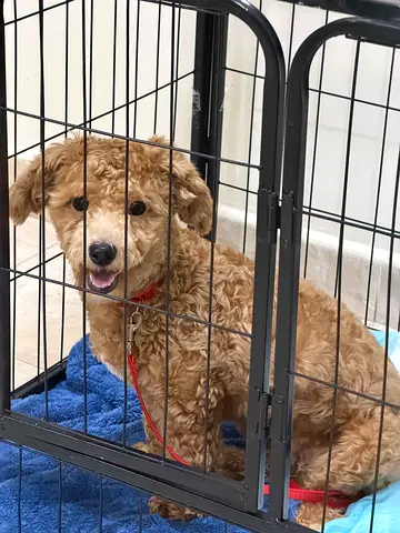 Puppy for adoption