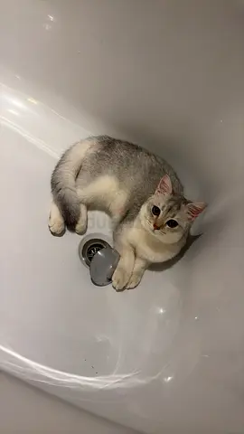 Adpot cats