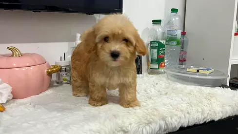 Adorable small light brown maltipoo puppy, healthy and sweet is ready for a new home