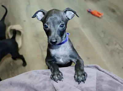 Italian Greyhound puppies