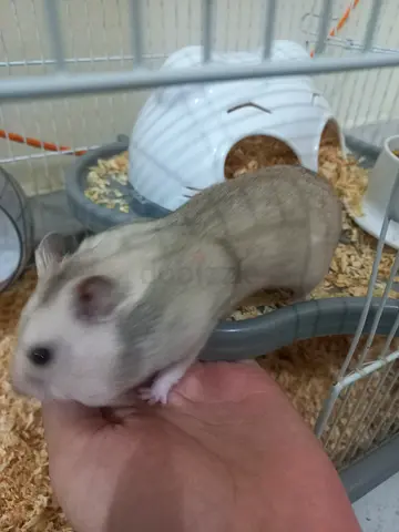 hamster for free adoption