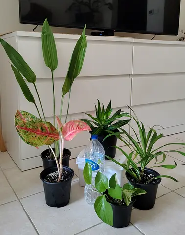 Five indoor potted plants - mixed houseplants in plastic pots