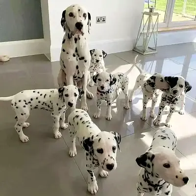 dalmatian puppies now ready