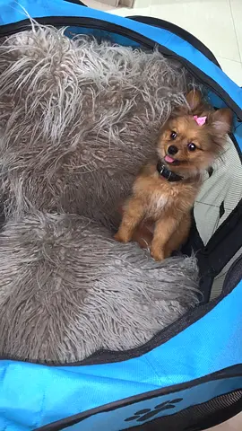 4 months old pomeranian female