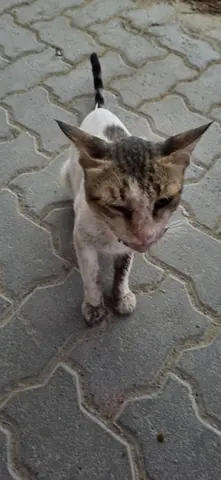Cat needs help!