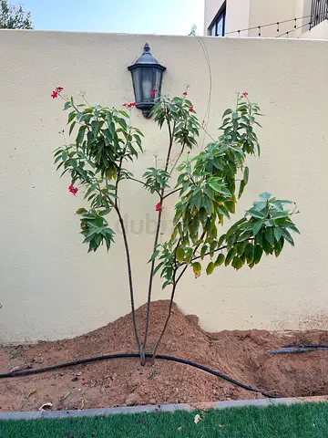 Small flowering garden tree / shrub - healthy, ready to plant