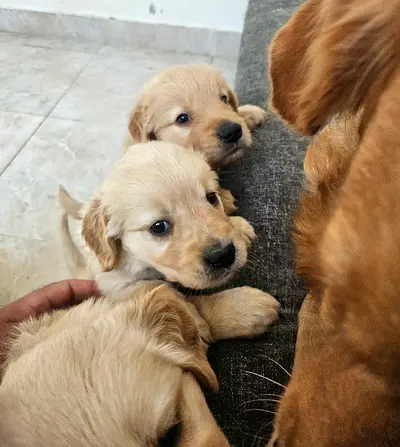 Golden Retriever Puppies