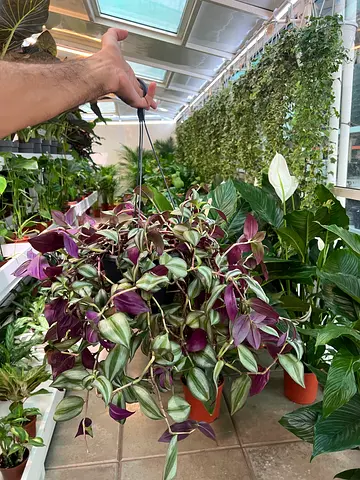 Large hanging Tradescantia zebrina (Wandering Jew) plant - healthy and lush