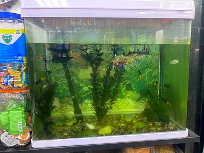 Used 60-80L Fish Aquarium with Plants and Gravel - Ready Setup