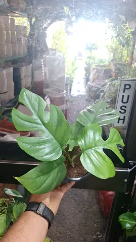 Monstera Minima